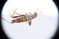 Neoclytus acuminatus acuminatus
