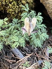 Dicentra pauciflora
