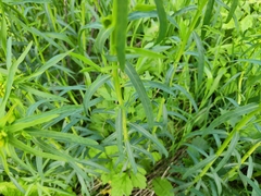 Euphorbia virgata