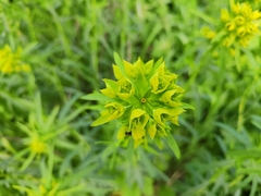 Euphorbia virgata