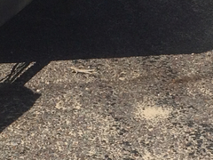 Sceloporus arenicolus