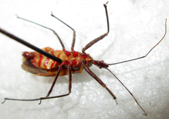 Pseudophonoctonus formosus
