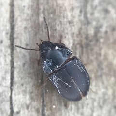 Gondwanocrypticus platensis