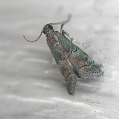 Cacotherapia flexilinealis