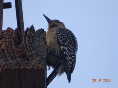 Melanerpes rubricapillus