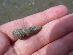 Batillaria attramentaria