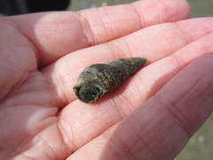 Batillaria attramentaria