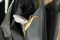 Phaethornis syrmatophorus