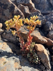 Sedum albomarginatum