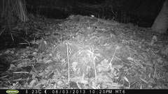 Philander opossum