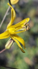 Bloomeria crocea aurea