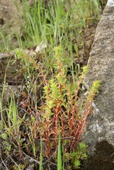 Sedum stenopetalum