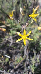 Bloomeria crocea aurea