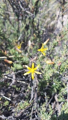 Bloomeria crocea aurea