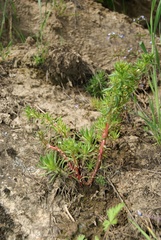 Sedum stenopetalum