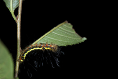 Acronicta intermedia