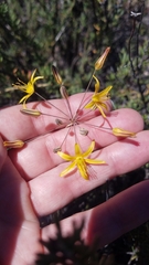 Bloomeria crocea aurea