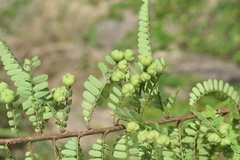 Phyllanthus polyphyllus