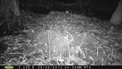 Philander opossum