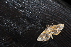 Cymoriza taiwanalis