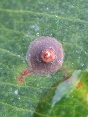 Chrysomphalus pinnulifer