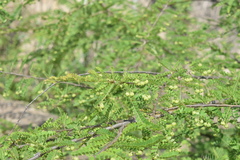 Phyllanthus polyphyllus