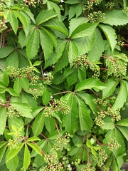 Parthenocissus inserta