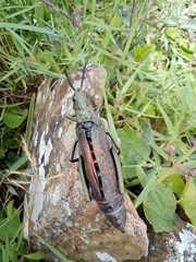 Dictyophorus griseus