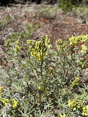 Lupinus dalesiae