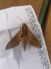 Theretra alecto