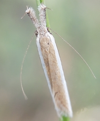 Pleurota aristella