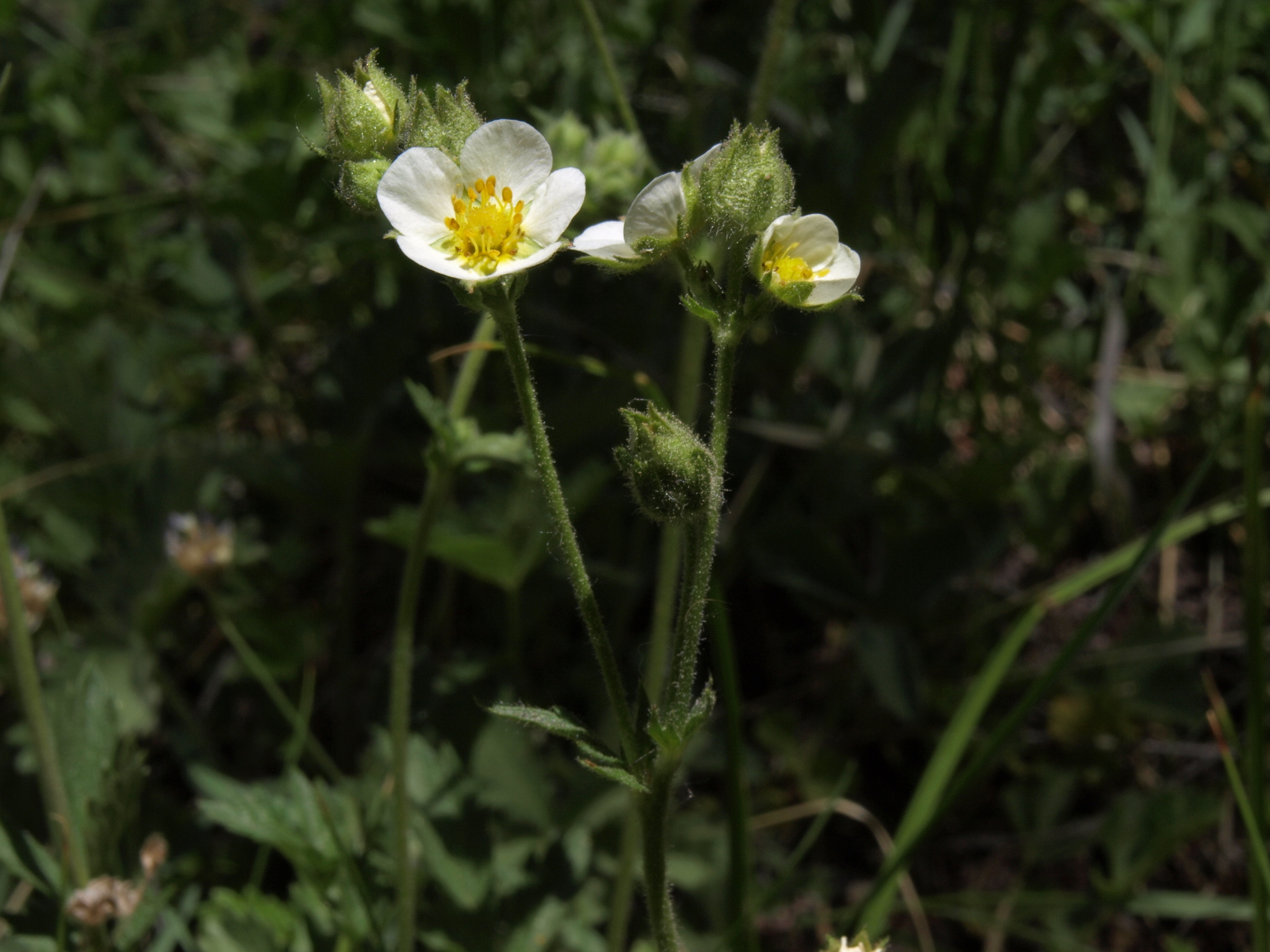 Drymocallis lactea