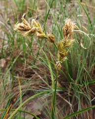 Carex arenaria