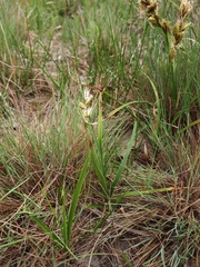 Carex arenaria