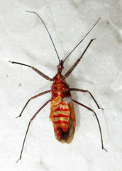 Pseudophonoctonus formosus