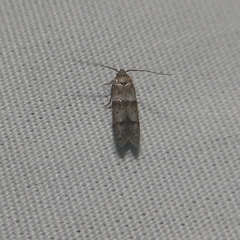 Blastobasis pulchella