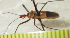 Pseudophonoctonus formosus