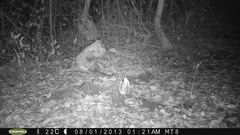 Philander opossum