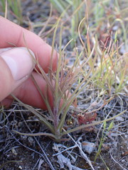 Orthocarpus barbatus