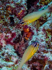 Ostorhinchus apogonoides