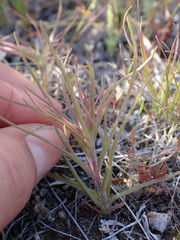 Orthocarpus barbatus