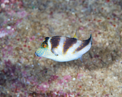 Canthigaster coronata