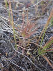 Orthocarpus barbatus