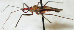 Pseudophonoctonus formosus