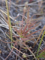 Orthocarpus barbatus