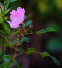 Rosa spithamea