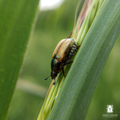 Callirhinus metallescens