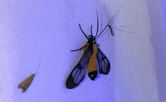 Cosmosoma flavothoracides