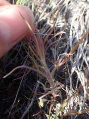 Orthocarpus barbatus