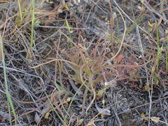 Orthocarpus barbatus